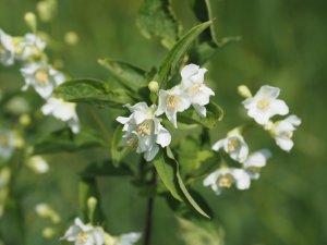 Philadelphus sericanthus
