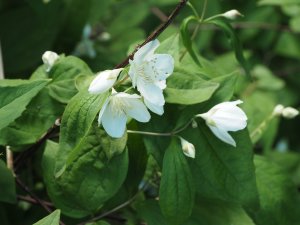 Philadelphus shrenkii var jackii