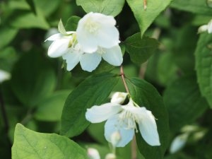 Philadelphus shrenkii var jackii