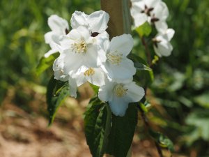 Philadelphus ‘Star Bright’