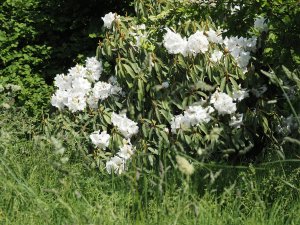 Rhododendron decorum