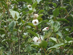 Magnolia globosa