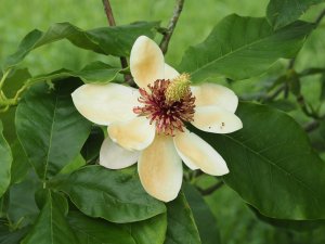 Magnolia ‘Southern Belle’