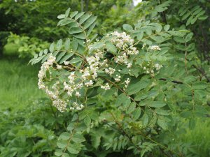 Sorbus forrestii