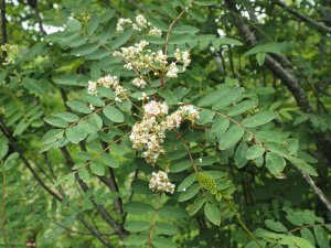 Sorbus forrestii