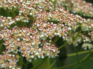 Sorbus wilsoniana