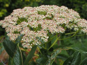 Sorbus wilsoniana