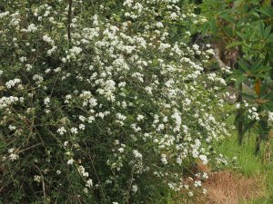 Viburnum parviflorum