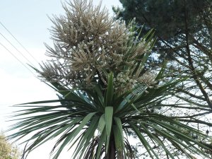 A fine Cordyline