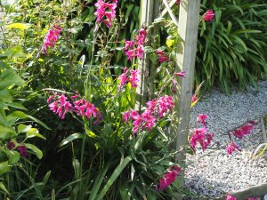 Gladiolus communis subsp. byzantinus