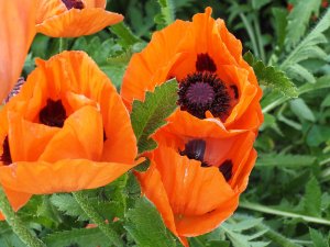 Papaver orientale ‘Allegro’