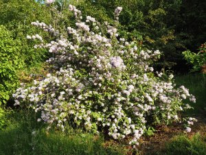 Philadelphus ‘Snowstorm’