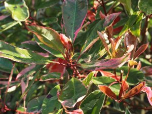 Photinia x fraseri ‘Pink Marble’