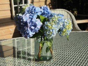 vase of blue hydrangeas