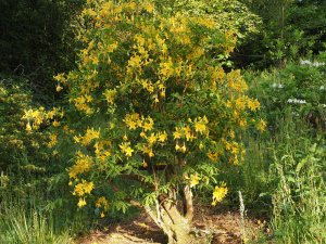deciduous azaleas