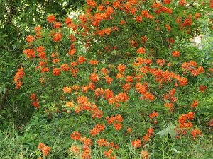 deciduous azaleas