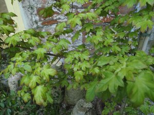 Acer x orientalia ‘Minorient’