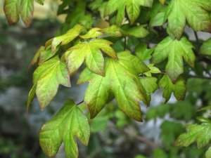 Acer x orientalia ‘Minorient’