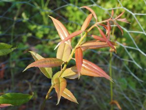 Agarista populifolia