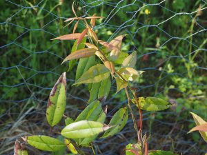 Agarista populifolia