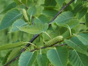 Betula ermanii ‘Mount Zao Purple’