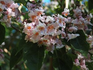 Catalpa bungei Duclouxii