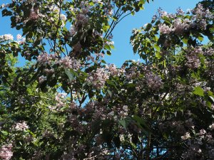 Catalpa bungei Duclouxii