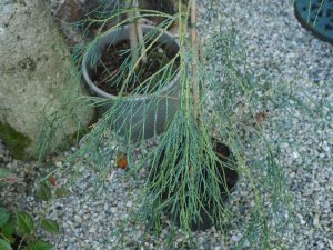 Chamaecyparis lawsoniana ‘Drooping Solo’
