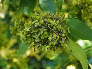 Euonymus wilsonii