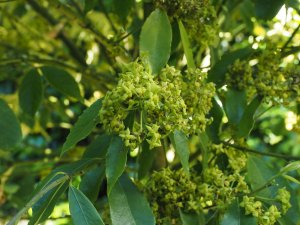 Euonymus wilsonii