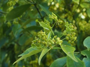Euonymus wilsonii