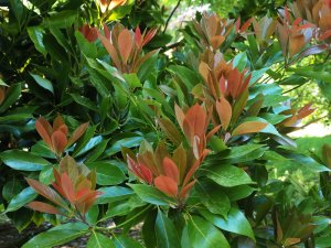 Persea thunbergii