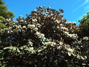 Rhododendron falconeri