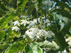 Styrax hookeri var. yunnanensis