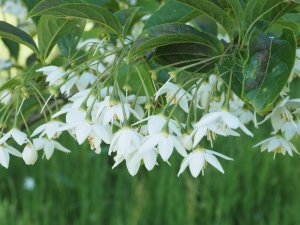 Styrax hookeri var. yunnanensis