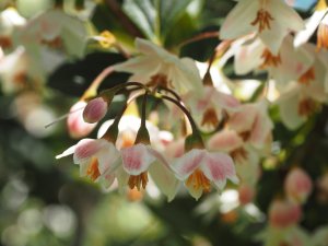 Styrax japonicus ‘Wespelaar’