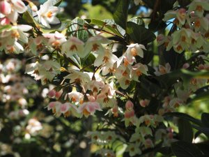 Styrax japonicus ‘Wespelaar’