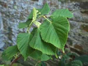 Tilia platyphyllos ‘Rubra’