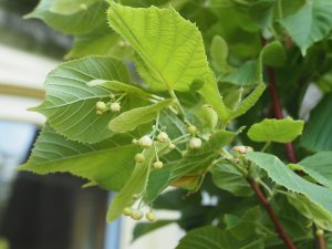 Tilia platyphyllos ‘Rubra’