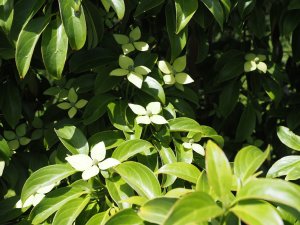 Cornus angustata ‘Empress of China’ syn. ‘Elsbry’
