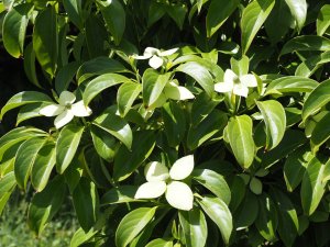 Cornus angustata ‘Empress of China’ syn. ‘Elsbry’