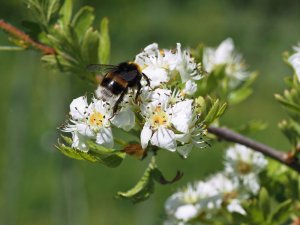 Crataegus orientalis