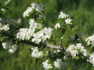 Crataegus orientalis