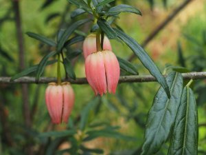 Crinodendron hookerianum ‘Ada Hoffmann’