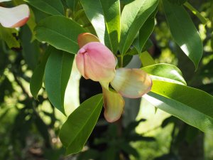 Magnolia crassifolia