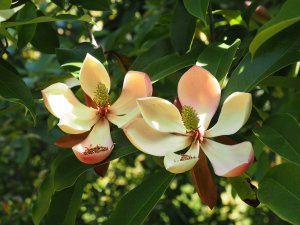Magnolia crassifolia