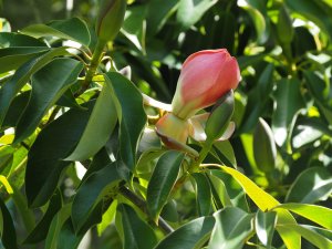 Magnolia insignis