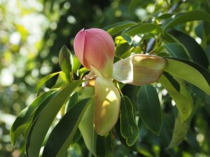 Magnolia insignis