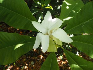Magnolia macrophylla subsp. ashei
