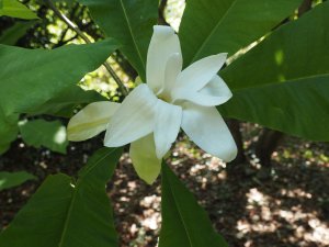 Magnolia macrophylla subsp. ashei